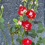 Rosa hybridΛουλούδι