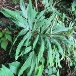 Cardamine kitaibelii Feuille