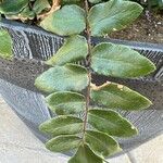 Hemionitis rotundifolia Leaf