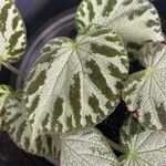 Begonia imperialis Leaf