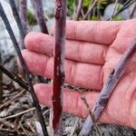 Salix daphnoides Corteza