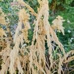 Calamagrostis pseudophragmites Květ