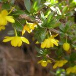 Berberis angulosa Habit