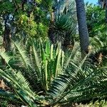 Encephalartos tegulaneus Vekstform