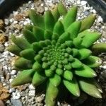 Orostachys japonicaLeaf