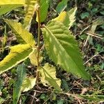 Ulmus carpinifolia Feuille