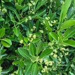 Euonymus japonicus পাতা