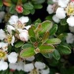 Cotoneaster dammeri List