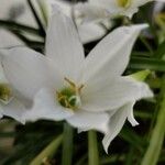 Zephyranthes candida Kwiat