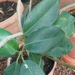 Ficus rubiginosa Hostoa