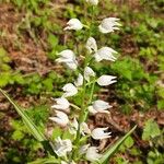 Cephalanthera longifoliaÇiçek