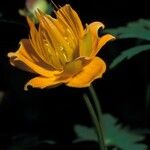 Trollius chinensis പുഷ്പം