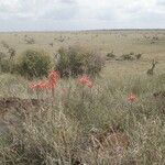 Aloe amudatensis 整株植物