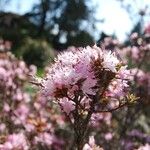Rhododendron pubescens Flor