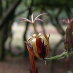 Musschia wollastonii Квітка