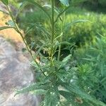 Solidago altissimaBlad