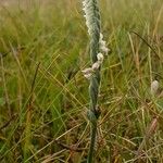 Spiranthes spiralis Hábito