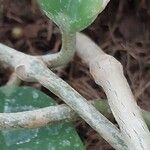 Hoya australis Rusca