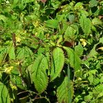 Impatiens racemosa Habit