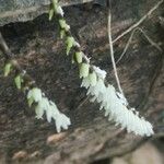 Bolusiella zenkeri Flor