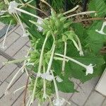 Nicotiana sylvestris 花