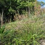 Fimbristylis autumnalis Habit