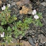 Ononis diffusa Habit