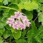 Mutellina purpurea Flower