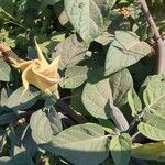 Datura wrightiiFlower