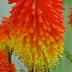 Kniphofia uvariaফুল