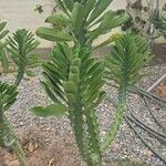 Euphorbia neriifolia പുറംതൊലി