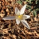 Crocus versicolor Blomma