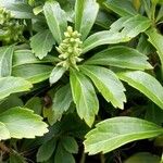 Pachysandra terminalis葉