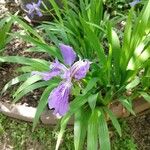Iris tectorum Kvet