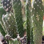 Consolea rubescens Hoja