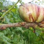 Quercus pubescens Autre