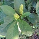 Phytolacca esculenta 葉