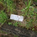 Solidago chilensis Feuille