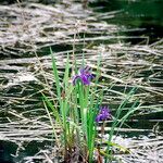 Iris laevigata फूल