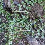 Epilobium brunnescensFruit