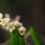 Marsdenia mackeeorum Kukka