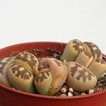 Lithops dorotheae Folha