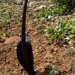 Biarum tenuifolium Flower