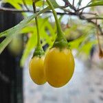 Solanum laciniatum Плод