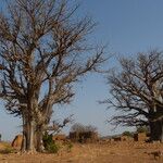 Adansonia digitata Deilen