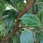 Blakea gracilis 樹皮