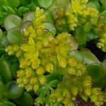 Sedum kimnachii Кветка