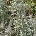 Artemisia cana Leht