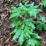 Cardamine heptaphylla Leaf