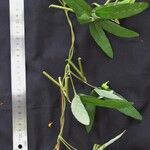 Teramnus uncinatus Otro